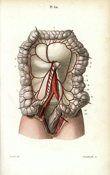 Circulatory system of the intestines. Lithograph of Anneshower, based on a drawing by Leveille, in Petity Atlas complet d'Anatomie descriptive du Corps Humain, by Dr. Joseph Nicolas Masse, published by Mequignon Marvis, Paris (France), 1864