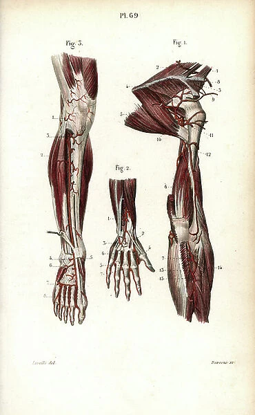 Circulatory system of the leg and hand. Lithograph by Davesne, based on a drawing by Leveille, in Petity Atlas complet d'Anatomie descriptive du Corps Humain, by Dr. Joseph Nicolas Masse, published by Mequignon Marvis, Paris (France), 1864