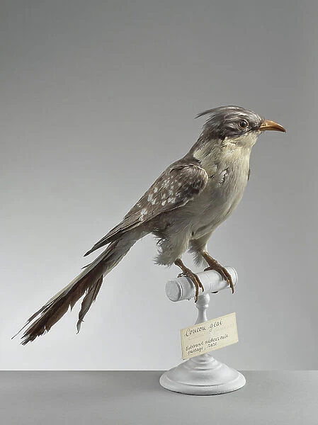 Clamator glandarius - Great spotted cuckoo - Museum d'histoire naturelle de Marseille