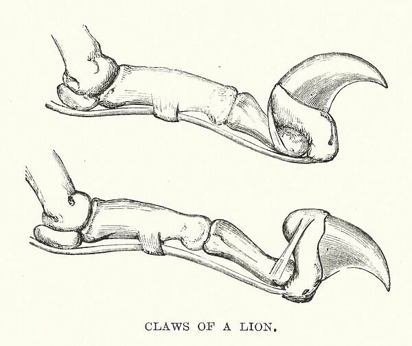 Claws of a lion (engraving)