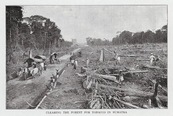 Clearing the Forest for Tobacco in Sumatra (b / w photo)