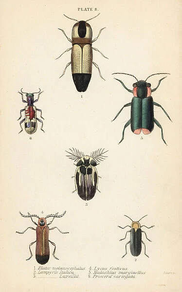 Click beetles: Melanoxanthus melanocephalus 1, Luciola italica 2, Lampyris latreillii 3, Lycus festivus 4, soft-wing flower beetle, Clanoptilus marginellus 5, and Priocera variergata 6