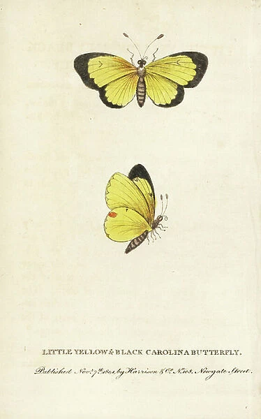 Clouded sulphur butterfly, Colias philodice. (Little yellow and black Carolina butterfly) Illustration copied from George Edwards. Handcoloured copperplate engraving from ' The Naturalist's Pocket Magazine, ' Harrison, London, 1801