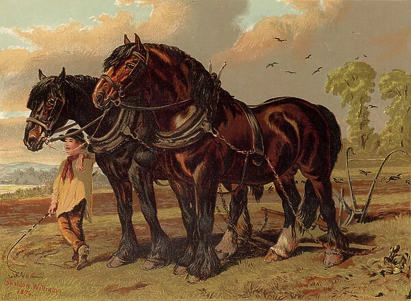 Clydesdale stallion and mare with plough