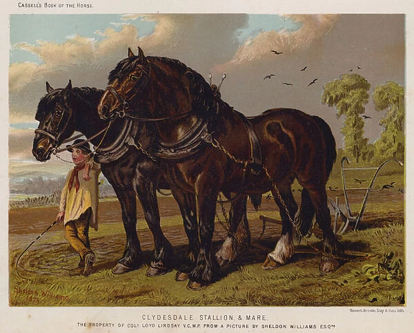 Clydesdale Stallion and Mare, The Property of Colonel Loyd Lindsay, VC, MP (colour litho)