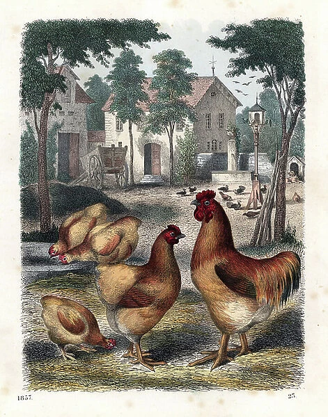 Cochinchina stud and hens in a farmyard. Handcoloured lithograph from Carl Hoffmann's Book of the World, Stuttgart, 1857