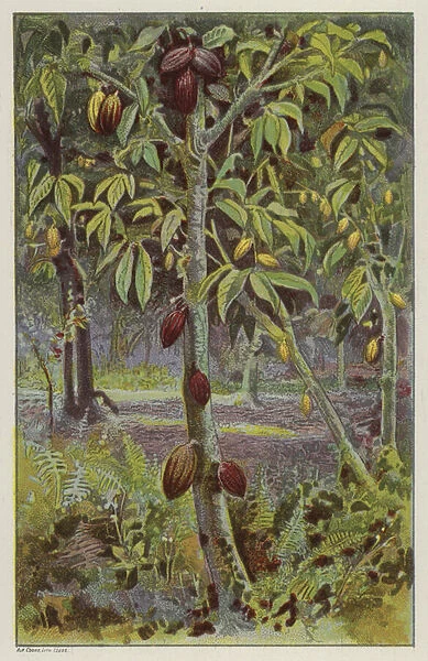 Cocoa plantation, Trinidad (chromolitho)
