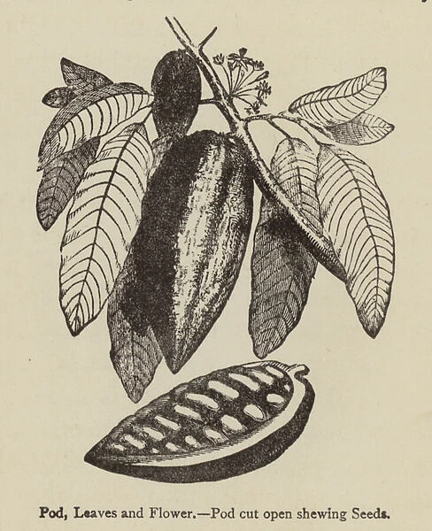 Cocoa pod, leaves and flower (engraving)