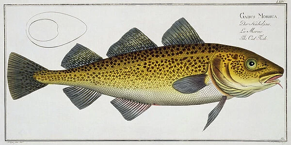 Cod (Gadus Morhua) plate LXIV from Ichthyologie, ou histoire naturelle generale et