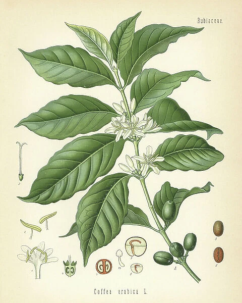 Coffee, Coffea arabica. Chromolithograph after a botanical illustration from Hermann Adolph Koehler's Medicinal Plants, edited by Gustav Pabst, Koehler, Germany, 1887