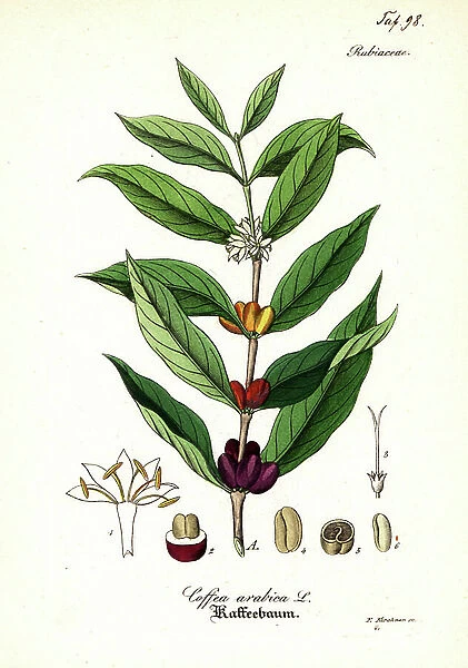 Coffee plant, Coffea arabica. Handcoloured copperplate engraving by F. Kirchner from Willibald Artus Hand-Atlas sammtlicher medicinisch-pharmaceutischer Gewachse