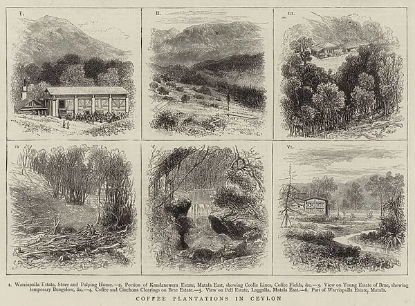 Coffee Plantations in Ceylon (engraving)