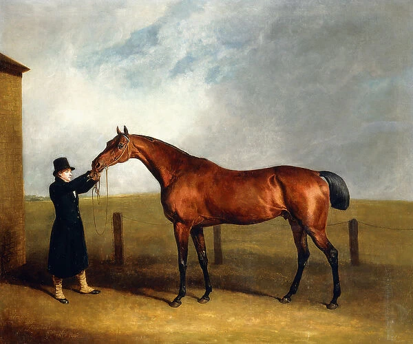 Colonel Udnys Bay Colt Truffle by Sorcerer Held by a Groom, 1815 (oil on canvas)