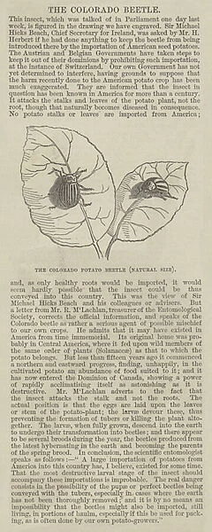 The Colorado Potato Beetle (engraving)