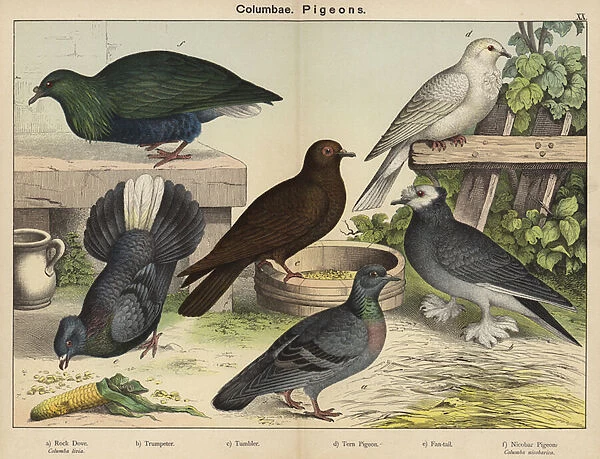 Columbae, Pigeons (colour litho)