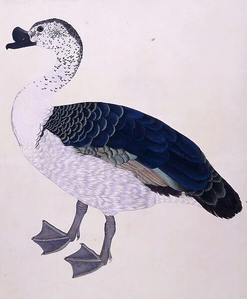 A Comb Duck, c. 1800 (w  /  c on european paper)