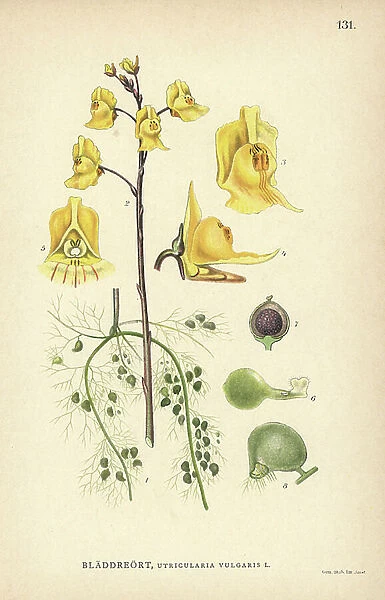 Common bladderwort, Utricularia vulgaris