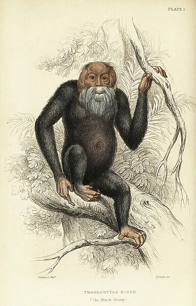 Common chimpanzee, Pan troglodytes (Black orang, Troglodytes niger). Endangered. From a stuffed specimen in Edinburgh Museum. Handcoloured steel engraving by W.H