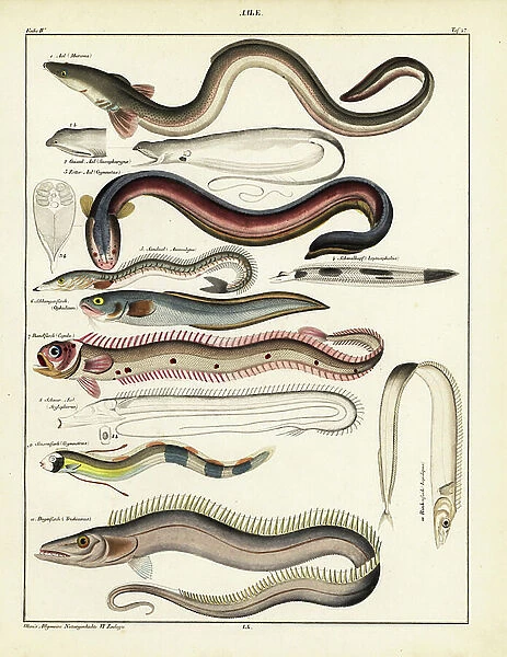 Common eel, Muraena anguilla, gulper, Saccopharynx flagellum, electric eel, Gymnotus electricus, smallhead, Leptocephalus morrisii, sand eel, Ammodytes tobianus, cusk eel, Ophidium barbatum, red bandfish, Cepola rubescens, tube-eye