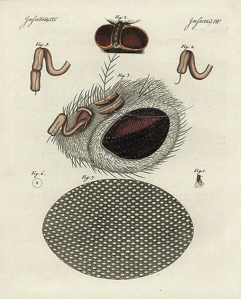 Common fly, Musca domestica 1, head of fly 2, magnified 3, proboscis 4, 5, cornea 6, magnified 7. Handcoloured copperplate engraving from Bertuch's ' Bilderbuch fur Kinder' (Picture Book for Children), Weimar, 1798