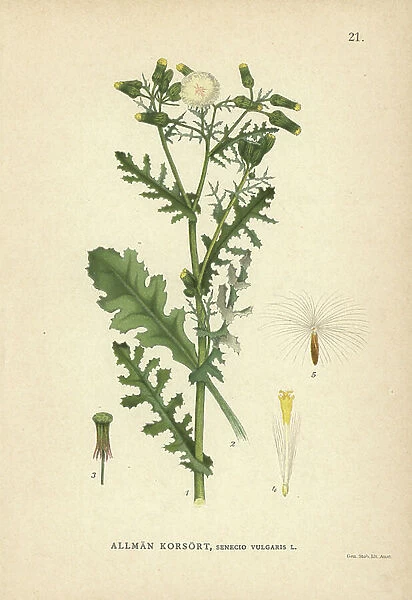 Common groundsel, Senecio vulgaris