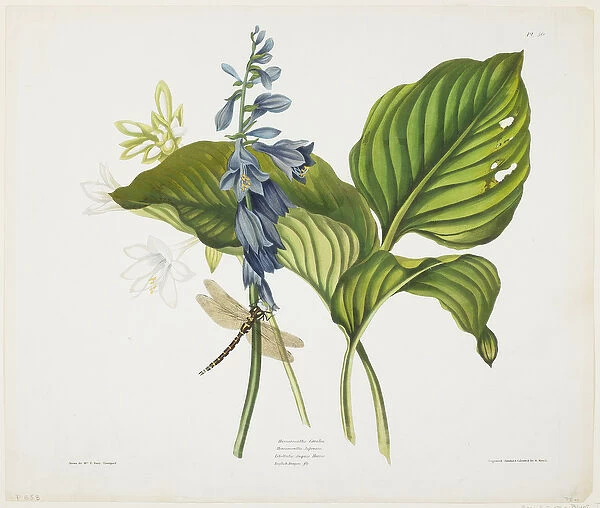 Common Hostas and English Dragon Fly (colour aquatint & etching with hand colouring