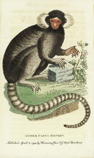 Common marmoset, Callithrax jacchus. (Lesser cagui monkey.) Illustration copied from George Edwards. Handcoloured copperplate engraving from ' The Naturalist's Pocket Magazine, ' Harrison, London, 1799