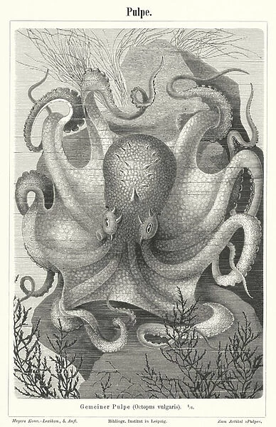 Common octopus (engraving)