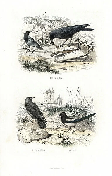 Common raven, Corvus corax, eating carrion, and jackdaw, Corvus monedula, and common magpie, Pica pica, in front of a chateau. Handcoloured engraving on steel by Anneshower after a drawing by Edouard Travies from Richard's ' New Edition of
