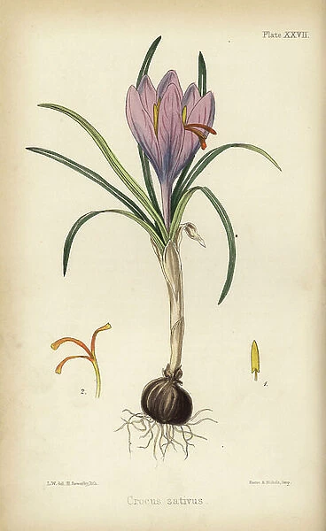Common saffron crocus, Crocus sativa. Handcoloured lithograph by Henry Sowerby after an illustration by L.W. from Edward Hamilton's Flora Homeopathica, Bailliere, London, 1852