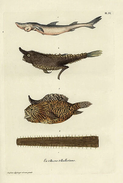 Common smoothhand, Mustelus mustelus, Vulnerable 1, angler fish, Lophius piscatorius 2, burrfish, Chilomycterus schoepfi 3, and bill of a sawfish, Pristis pectinata, critically endangered 4