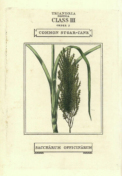 Common sugarcane, Saccharum officinarum. Handcoloured copperplate engraving after an illustration by Richard Duppa from his The Clours and Orders of the Linnaean System of Botany, Longman, Hurst, London, 1816
