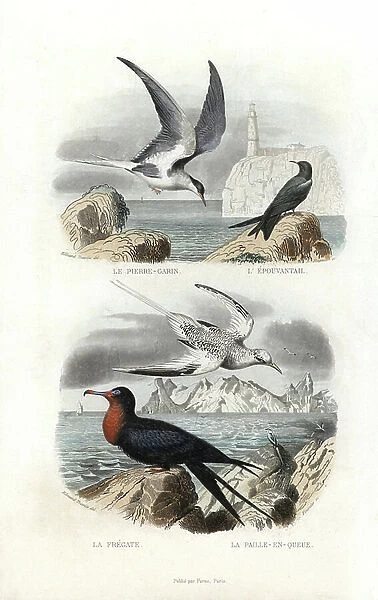 Common tern, Sterna hirundo, black tern, Chlidonias niger, great frigatebird, Fregata minor, and white-tailed tropicbird, Phaethon lepturus. Handcoloured engraving on steel by Fournier after a drawing by Edouard Travies from Richard's 'New Edition