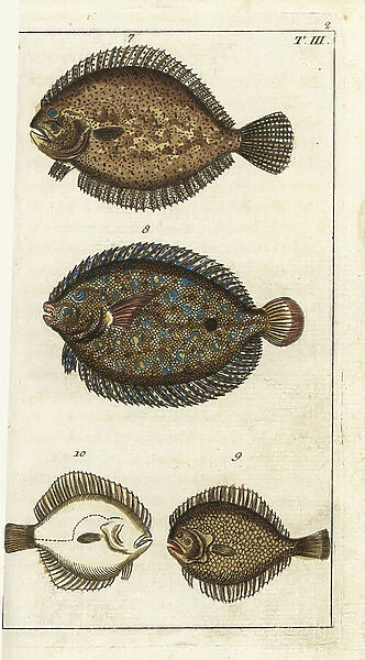 Common turbot - Turbo peacock or Rombou moon - Barbue - Scophthalmus maximus 7, peacock flounder, Bothus lunatus 8, and kite, Scophthalmus rhombus, upper side 9, under side 10