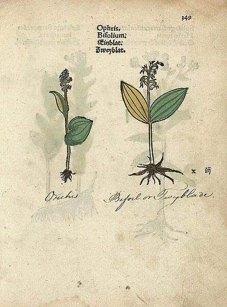 Common twayblade orchid, Neottia ovata. Handcoloured woodblock engraving of a botanical illustration from Adam Lonicer's Krauterbuch, or Herbal, Frankfurt, 1557