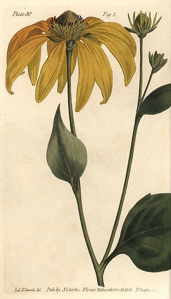 Coneflower or black-eyed-susan, Rudbeckia hirta, Polygamia frustranea. Handcoloured copperplate engraving by F. Sansom of a botanical illustration by Sydenham Edwards for William Curtis Lectures on Botany