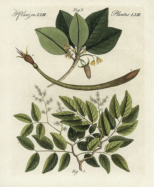 Copaiba balsam tree, Copaifera officinalis 1, and red mangrove, Rhizophora mangle 2. Handcoloured copperplate engraving from Bertuch's ' Bilderbuch fur Kinder' (Picture Book for Children), Weimar, 1798