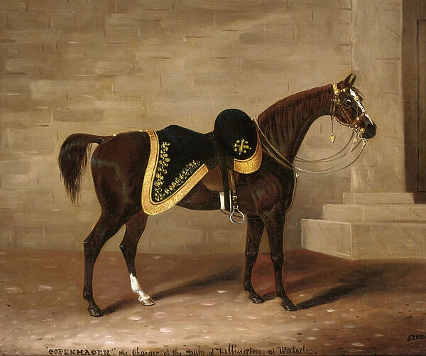 Copenhagen, the charger of the Duke of Wellington at Waterloo (oil on canvas)