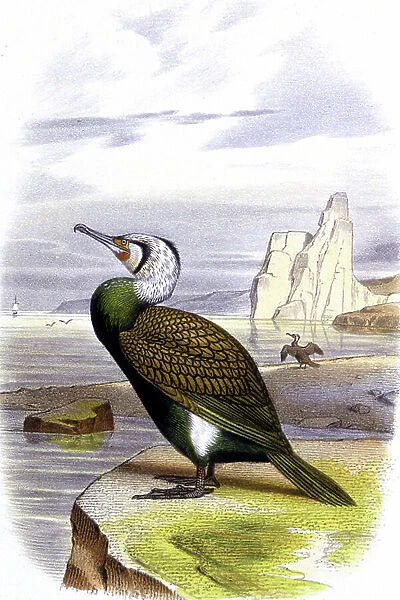 Cormorant, c.1850 (lithograph )