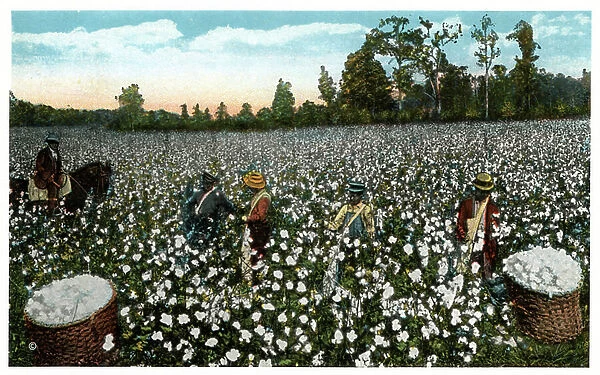 Cotton field, c.1920-30 (print)