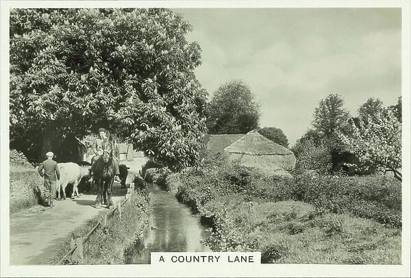 Our Countryside, 1938: A Country Lane (b / w photo)