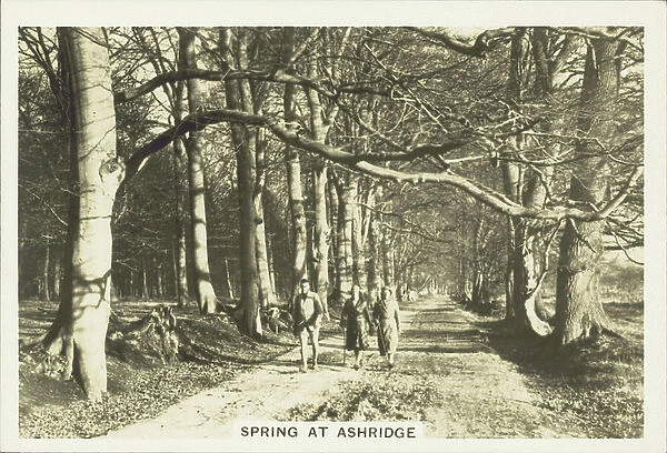 Our Countryside, 1938: Spring at Ashridge (b / w photo)