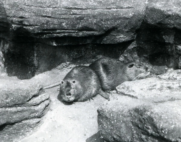 Two Coypu resting among rocks in their enclosure at London Zoo, April 1925 (b  /  w photo)