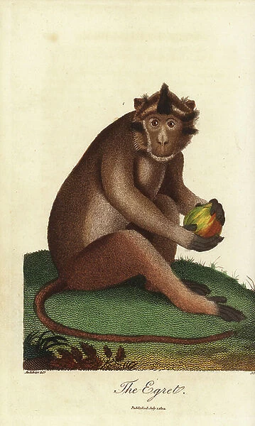 Crab-eating macaque, Macaca fascicularis, Egret monkey - Handcoloured copperplate engraving by John Pass after an illustration by Jean Baptiste Audebert from Ebenezer Sibly's Universal System of Natural History, London, 1804
