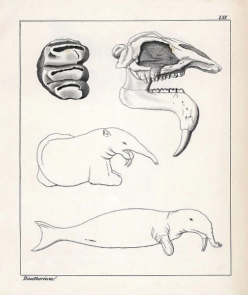 Crane, teeth and whimsical representation of the Dinotherium, depicting resembling a marine mammal. Lithographie in Petrefactenbuch (Book of Petrification) by Dr. F.A.Schmidt, published in Stuttgart (Germany) in 1855 by Verlag von Krais and Hoffmann