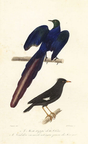 Crested myna and long-tailed glossy starling. 1839 (engraving)