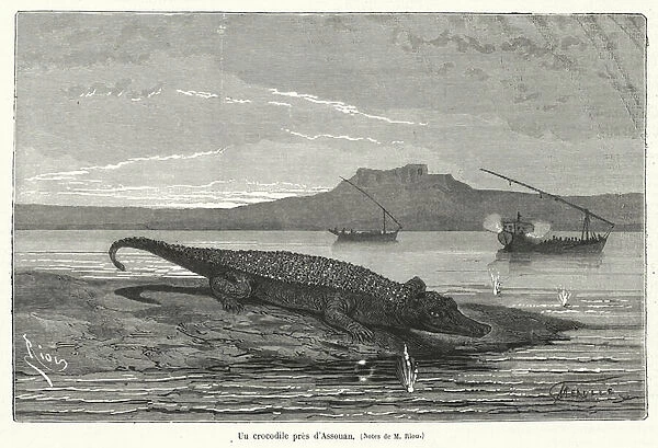 Un crocodile pres d Assouan, Notes de M Riou (engraving)