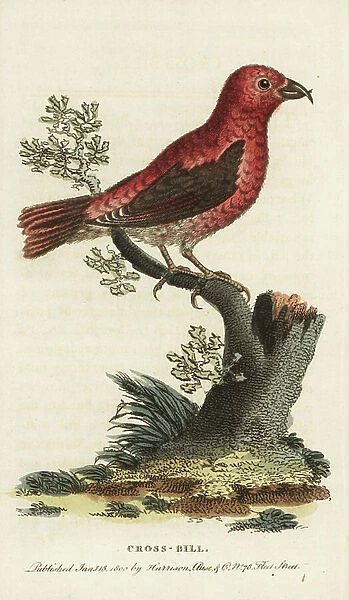 Crossbill, Loxia curvirostra, male. Illustration copied from George Edwards. Handcoloured copperplate engraving from ' The Naturalist's Pocket Magazine, ' Harrison, London, 1800