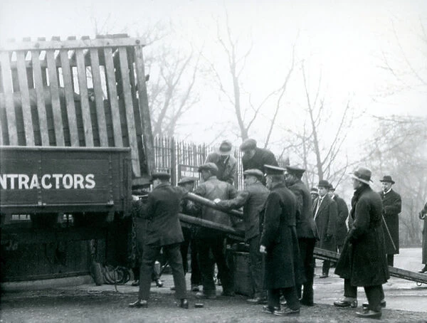 A crowd of onlookers stand by as a Rhinoceros is unloaded from a truck, by keepers