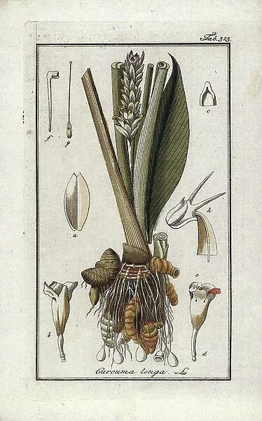 Cucurma or saffron from India (Turmeric longa). Lithograph from 'Afbeelding der Artseny-Gewassen' by Johannes Zorn (1739-1799), Netherlands, 1796. Turmeric, Turmeric longa. Handcoloured copperplate botanical engraving from J